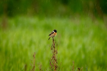 European Stonechat (Saxicola rubicola) Perched in Natural Habitat