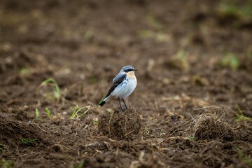 Northern Wheatear (Oenanthe oenanthe) Perched on Rocky Ground