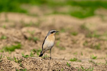 Northern Wheatear (Oenanthe oenanthe) Perched on Rocky Ground