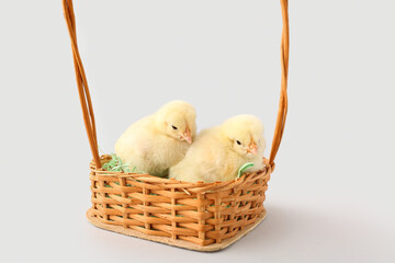 Basket with cute little chicks on grey background