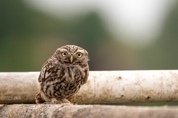 Little Owl (Athene noctua) Perched in Natural Habitat