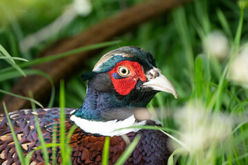 Close-up of Common Pheasant (Phasianus colchicus) Showing Detailed Feathers
