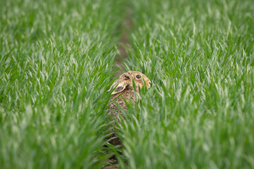 Brown Hare (Lepus europaeus) in a Meadow Field