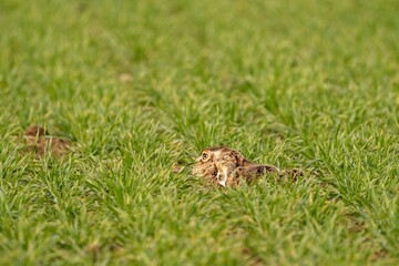 Brown Hare (Lepus europaeus) in a Meadow Field