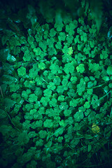 A close up of a green clover leaves pattern texture. High quality photo