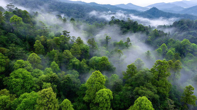 Misty mountain forest lush green canopy aerial view