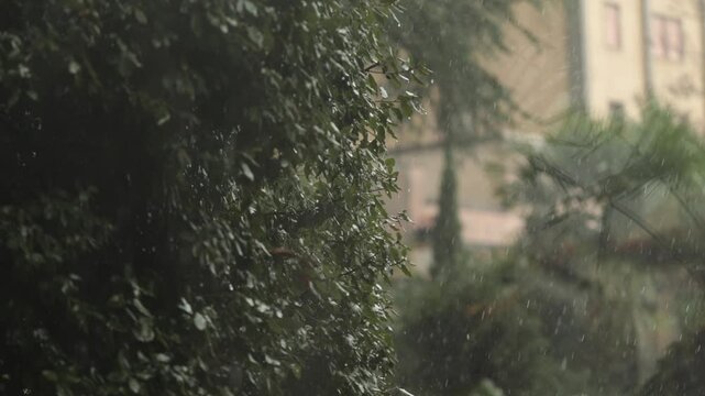 vista dettagliata su vari alberi da giardino durante un temporale con pioggia fitta