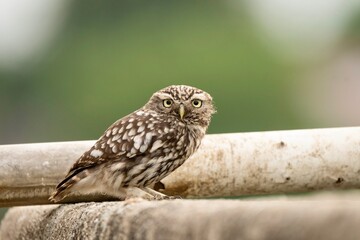 Little Owl (Athene noctua) Perched in Natural Habitat