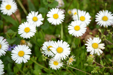 Fototapeta premium Blume, Blüte, Gras, Natur, Frühling