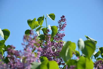 Busch, Blüte, Flieder, Himmel, Frühling, Makro