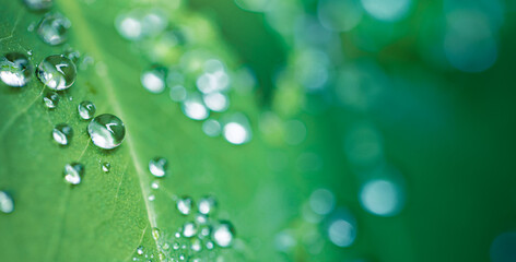 Beautiful closeup green leaf waterdrops, dew in morning sunlight, fresh calm botanical nature...