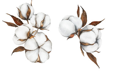 Hand Drawn Cotton Flowers Watercolor Illustration. Cotton Balls isolated on white. Floral Watercolor Art. Cotton Plant watercolor drawing. Cotton Branches Hand Painted Isolated. Eco and organic design