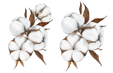 Hand Drawn Cotton Flowers Watercolor Illustration. Cotton Balls isolated on white. Floral Watercolor Art. Cotton Plant watercolor drawing. Cotton Branches Hand Painted Isolated. Eco and organic design