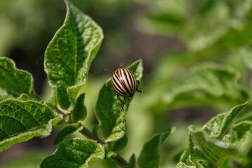 Macro of colorado potato beetle in natural conditions