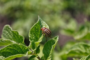 Macro of colorado potato beetle in natural conditions