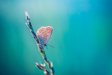 Beautiful butterfly resting on green grass meadow under morning sunlight with amazing colorful...