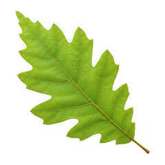Single green oak leaf isolated on transparent background