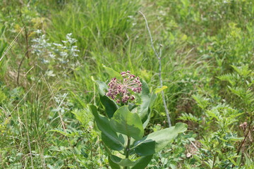 starburst of tiny white red purple flowers atop large medium-green leaves against natural tall...