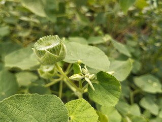 Country mallow flower (Abutilon indicum)  in outdoor garden, Close up view 