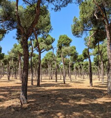 Pinar en verano. Bosque de pinos. Paisaje mediterráneo  © teracreonte