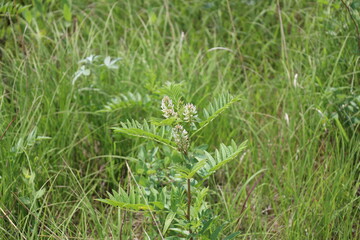 columns of tiny white pink flowers above rows of medium-green long narrow leaves against natural...