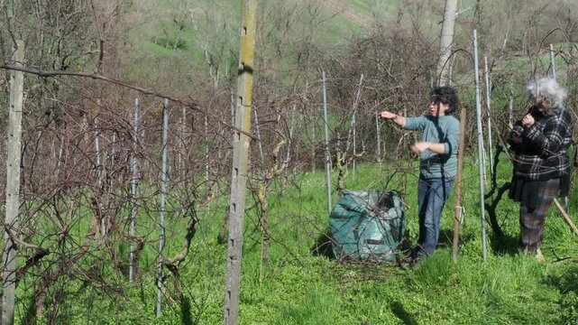 Two women pruning dormant grapevines in vineyard with green sack during late winter, slow motion static shot