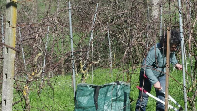 Woman pruning grapevines uphill in sunny late winter vineyard with tangled dry branches, slow motion static frame, italian valleys
