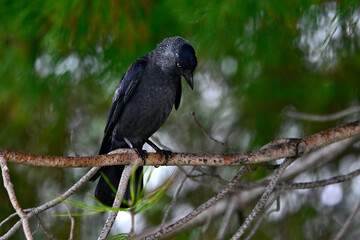 Dohle // Western jackdaw (Corvus monedula spermologus) - Bari, Italien