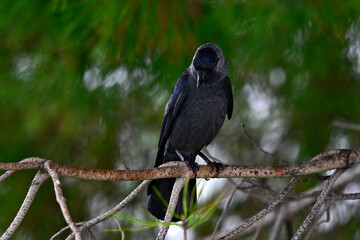 Dohle // Western jackdaw (Corvus monedula spermologus) - Bari, Italien