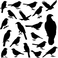 Birds Mix_Silhouetter Vector 0003.eps