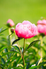 Big large beautiful fresh spring colorful fragrant tender with many petals opened spherical lush pink and white bud on a bush of peony flowers growing in the garden in the park in the hot warm summer. © dolphinartin