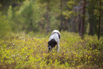 Dog english pointer