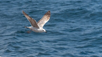 Seagull soaring gracefully over the sea, wings outstretched, capturing the freedom of flight above the deep blue water