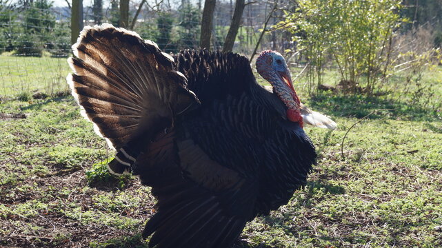 Vogel, Puter, Haustier, Natur, Fr&uuml;hling
