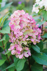 Pink and Green Panicle Hydrangea Bonfire, Hydrangea Paniculata, Macro View