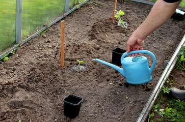 An elderly farmer waters planted watermelon sprouts in a greenhouse from a small watering can. Planting a plant, agriculture, a man's hand - horizontal photo, close-up