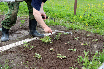An elderly farmer in boots leaning over a bed of strawberry bushes, weeding and holding hoes in his hands. Agriculture, weeding plants - horizontal photo