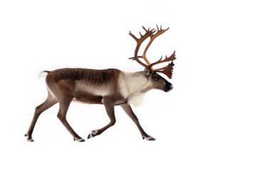 Majestic Reindeer, Antlered Majesty Profile of a Walking Reindeer, Arctic Animal, Winter Wildlife, Nature Photography, Isolated on White Background