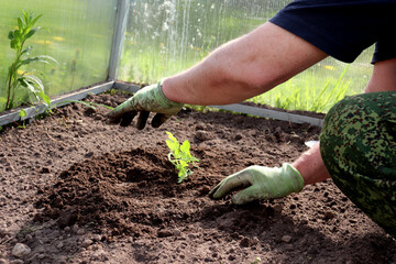 Planting a watermelon sprout in a bed in a greenhouse. Planting a plant, agriculture, male hands in dirty gloves - horizontal photo, close-up
