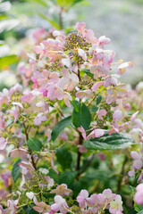 Colorful blooms of panicle hydrangea Wim's Red