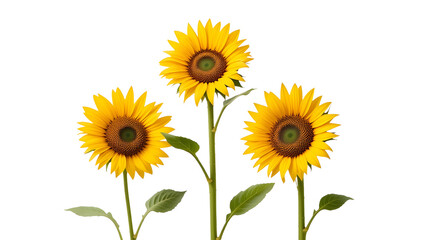 Obraz premium Isolated sunflowers on white background beautiful yellow sunflower flower blossom bloom floral plant 100 on transparent background