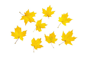 Fototapeta premium Golden autumn leaves in motion isolated on transparent png background
