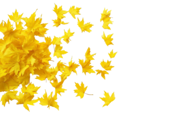 Scattered yellow autumn leaves on a isolated on transparent png background capturing seasonal elegance