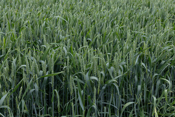 Agricultural background with lush green texture of wheat or barley plants.