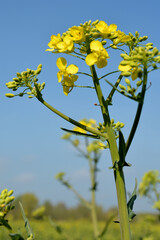 Rapsblüte, Feld, Himmel, Makro