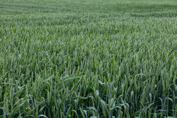 Agricultural background with lush green texture of wheat or barley plants.