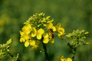 Rapsblüte, Makro