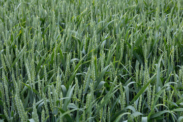 Agricultural background with lush green texture of wheat or barley plants.