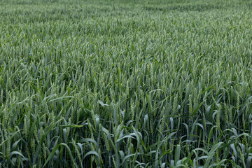 Agricultural background with lush green texture of wheat or barley plants.