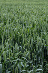 Agricultural background with lush green texture of wheat or barley plants.